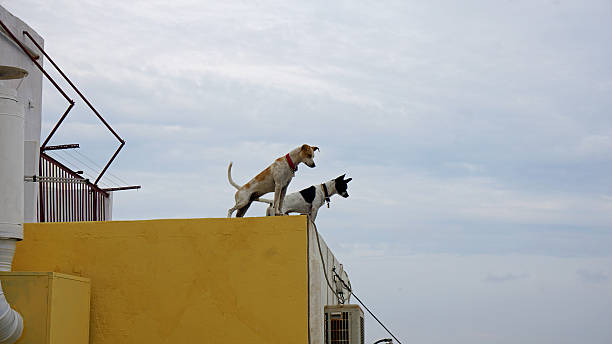 istock cute dogs playing around in greece village 501945090
