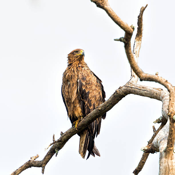 istock Tawny Eagle at masai mara 501945175