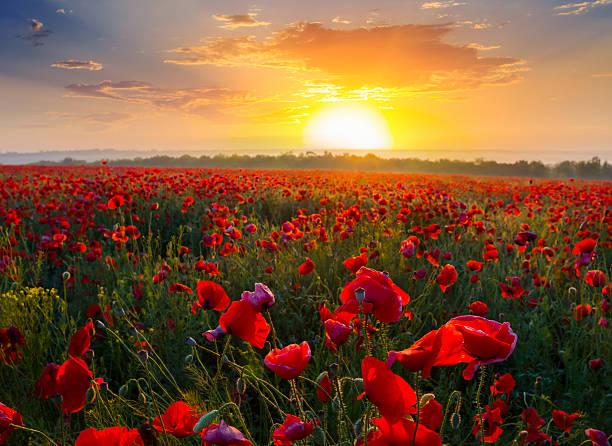 istock red poppy field at the sunset 501945301