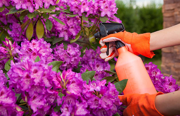 Protecting azalea plant from fungal disease or aphid stock photo
