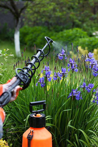 花の植物保護から真菌症 - iris single flower flower outdoors ストックフォトと画像