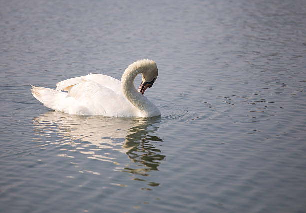 istock Swan on a Lake and forage 501945775