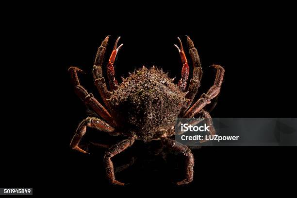 European Spider Crab Luxury Black Appetizing Shellfish Copy Space Stock Photo - Download Image Now