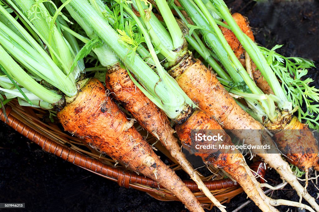 Carrots from the garden Imperfect, but delicious organically grown produce Agriculture Stock Photo