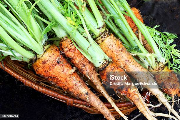 Carrots From The Garden Stock Photo - Download Image Now - Agriculture, Basket, Black Color