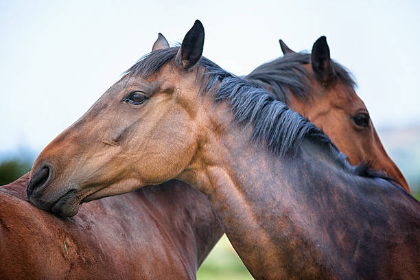 istock Two twin 6 year old bay horses cleaning each other 501946419