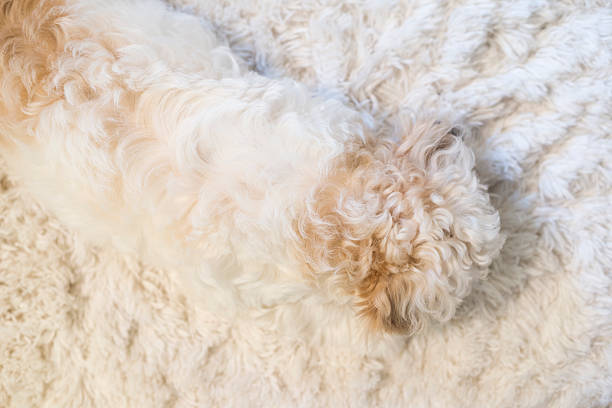 istock Puppy fur blends into fluffy white rug 501946773