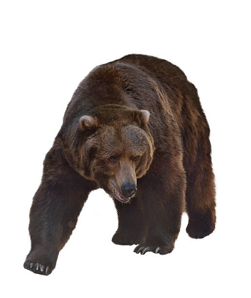 istock Watercolor Image Of  Grizzly Bear 501946917