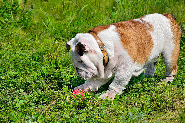 istock English bulldog puppy 501946955