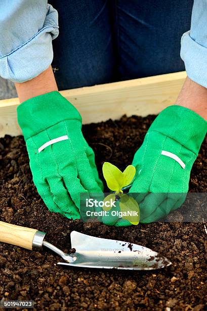 Closeup Hände In Handschuhe Pflanzen Sprout Stockfoto und mehr Bilder von Agrarbetrieb - Agrarbetrieb, Arbeiten, Bauernberuf