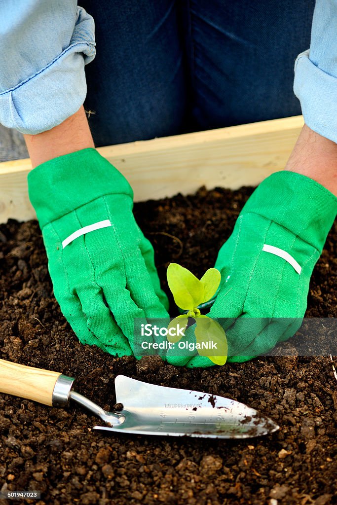 Gros plan de mains dans les gants planter de chou - Photo de Agriculteur libre de droits