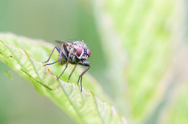 istock Red eyed fly closeup 501947187