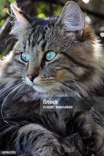 Norwegian Forest Cat Stock Photo - Download Image Now - Alertness, Animal, Animal Body Part