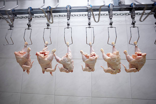 鳥肉加工食品産業 - food processing plant poultry chicken raw ストックフォトと画像