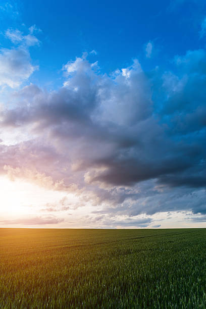 istock Sunset over spring field in country 501947693