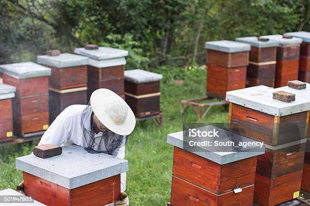 Imker Arbeiten Auf Seinem Apiary Stockfoto und mehr Bilder von Berufliche Beschäftigung - Berufliche Beschäftigung, Biene, Bienenhaus