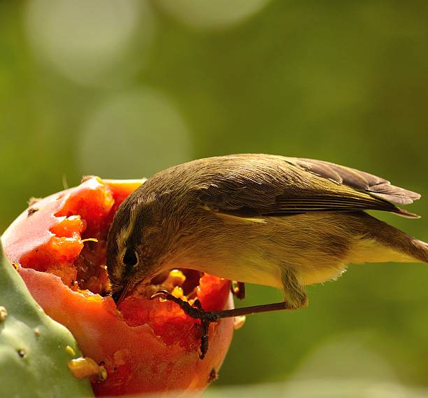 istock Bird fly eating fresh fruit of cactus 501948601