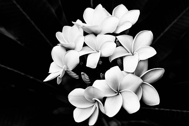 istock black and white Plumeria 501949399