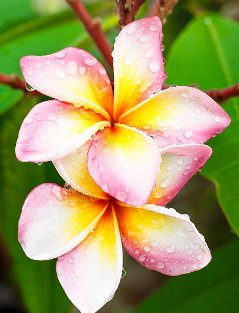 istock Plumeria flower 501949423