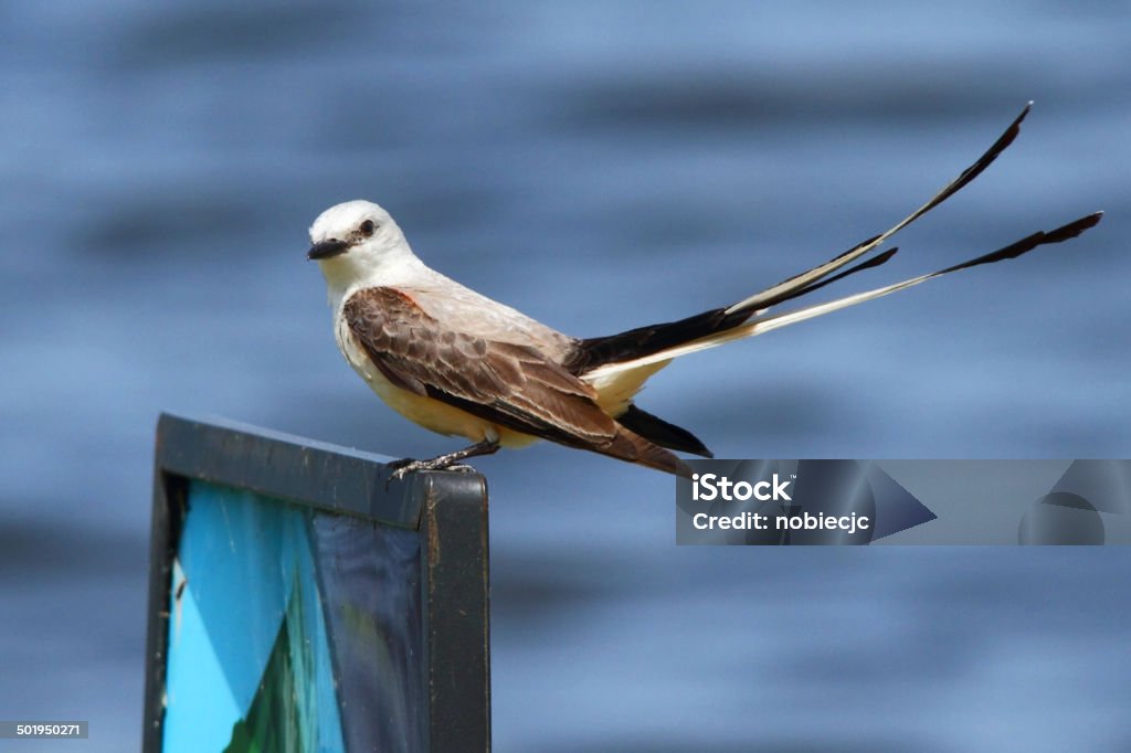 Scissor-tailed Flycatcher Sissor-tailed flycatcher perched on sign with water background. Agricultural Field Stock Photo