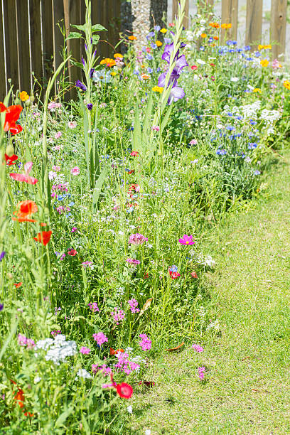 istock green wild garden flower bed 501957951