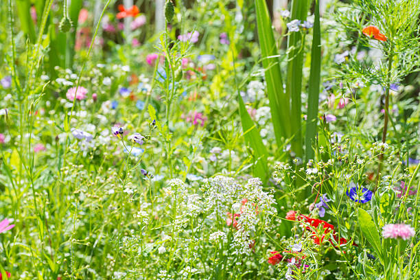 istock green wild garden flower bed 501957965
