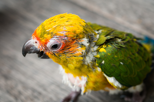 Baby Sun Conure Parrot on the wooden background