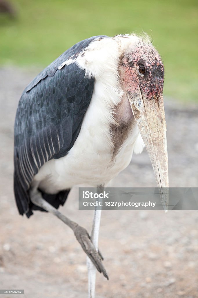 marabou stork walking Africa Stock Photo