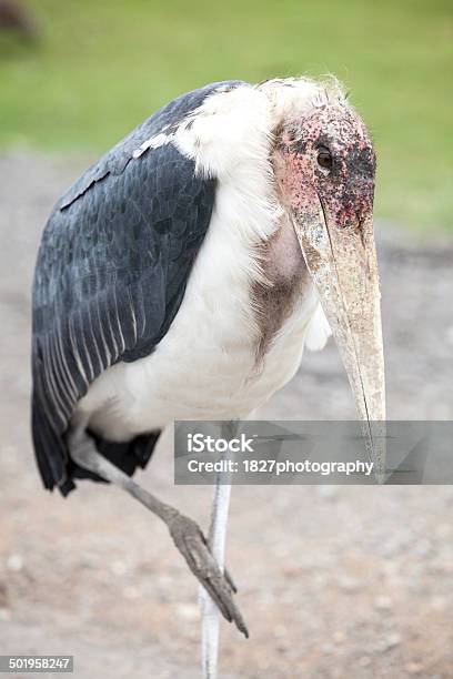 Marabou Stork Walking Stock Photo - Download Image Now - Africa, Animal, Animal Body Part