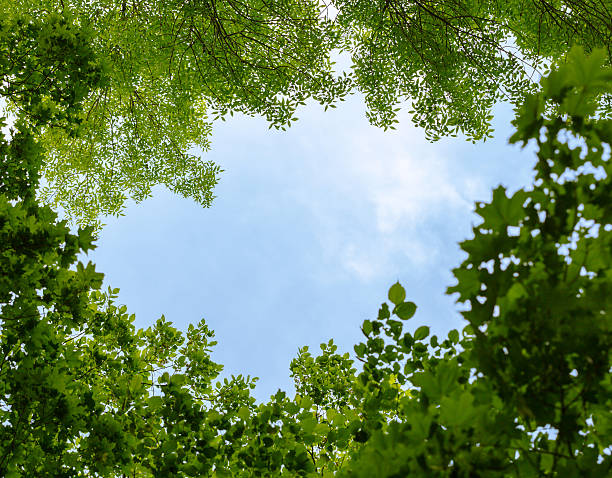 istock Natural frame of trees over blue sky 501958255