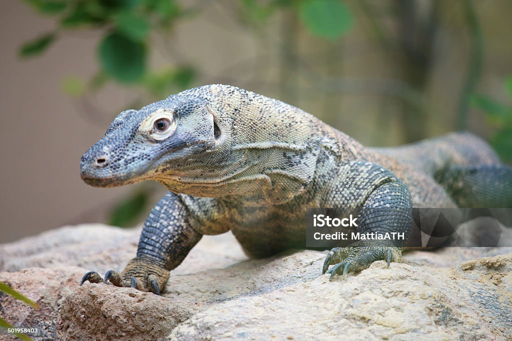 Dragón de Komodo sobre roca - Foto de stock de Animal libre de derechos