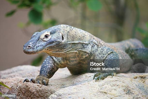 Dragón De Komodo Sobre Roca Foto de stock y más banco de imágenes de Animal - Animal, Animal de sangre fría, Animales cazando