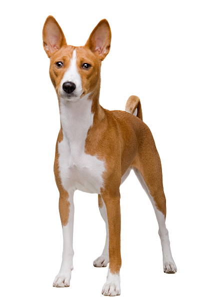 istock Basenji dog isolated on white 501958919