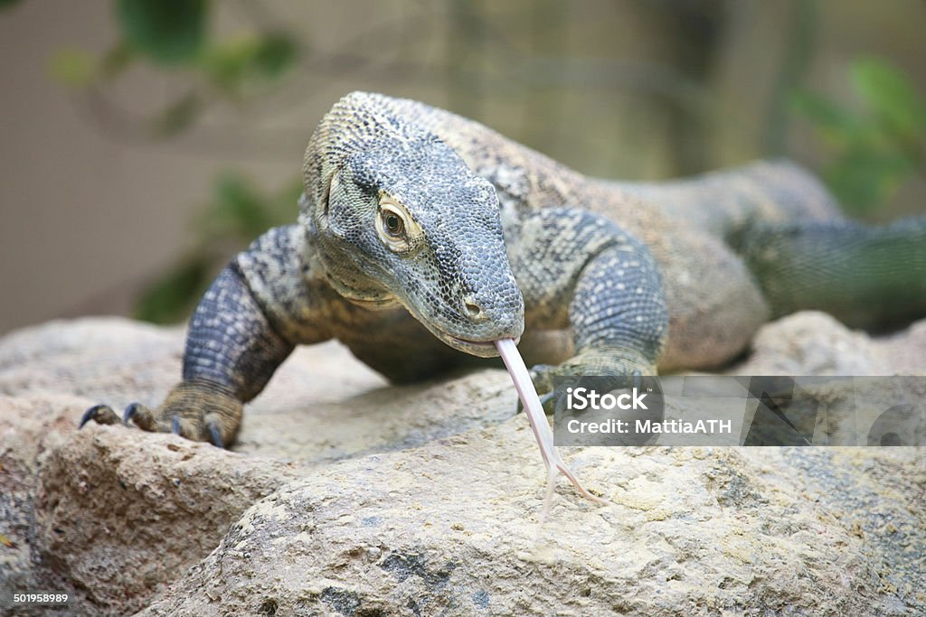 Dragón de Komodo sobre roca - Foto de stock de Animal libre de derechos