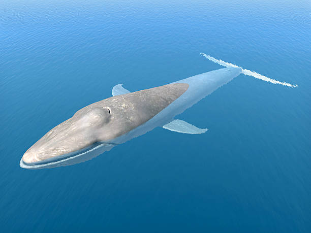 Blue Whale Computer generated 3D illustration with a Blue Whale blue whale tail stock pictures, royalty-free photos & images