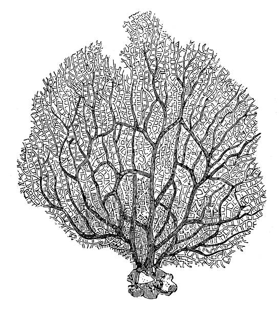 Antique illustration of sea-fan (Rhipidogorgia flabellum)