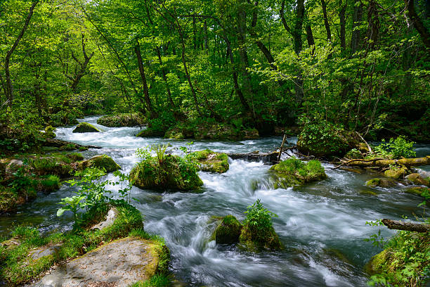 gorges oirase en vert frais, aomori, japon - parc national de towada hachimantai photos et images de collection