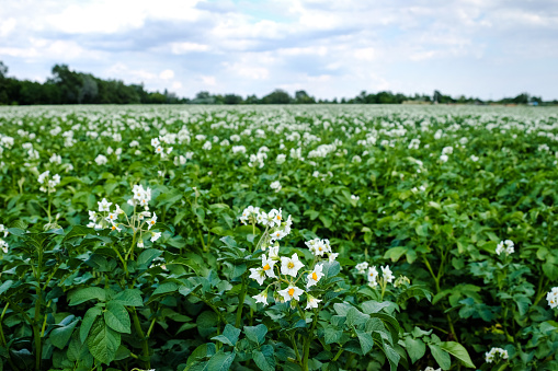 Potato Field Blooming, agriculture field with crop
