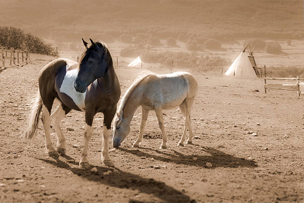 Brown and white paint horses, sepia vintage style