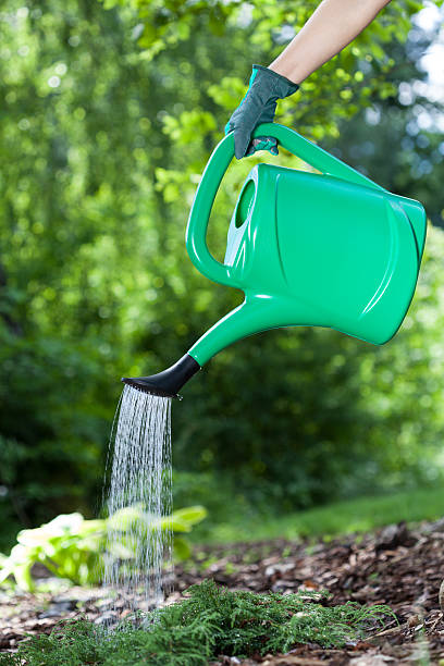 istock Watering the flowers 501961319