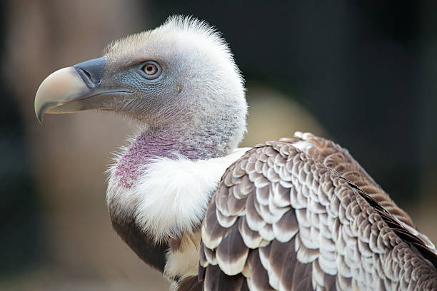 retrato de um grifo de rüppell - griffon vulture imagens e fotografias de stock