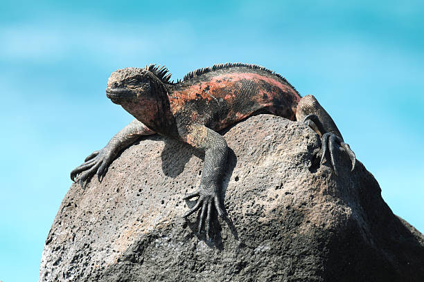 istock Galapagos Marine Iguana resting on rocks 501962929