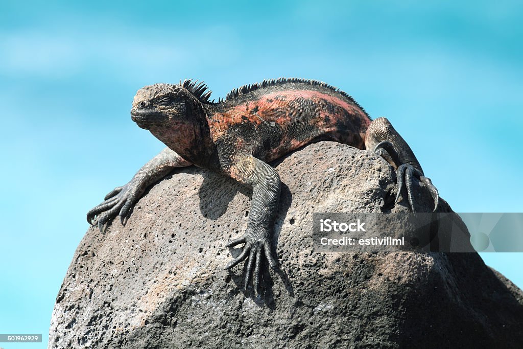 Galapagos Marine Iguana resting on rocks Galapagos Marine Iguana (Amblyrhynchus cristatus) resting on rocks in La Espanola island, Galapagos, Ecuador Animal Stock Photo