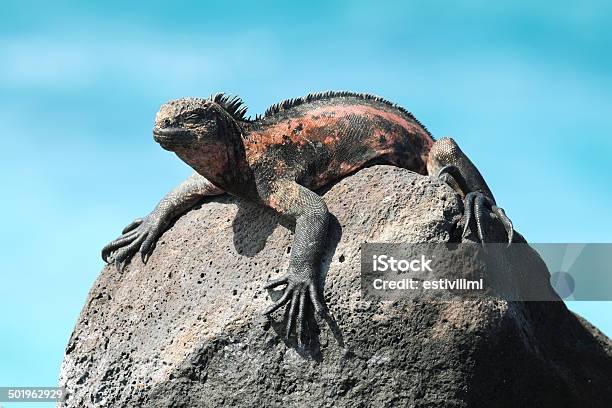 Galapagos Marine Iguana Resting On Rocks Stock Photo - Download Image Now - Animal, Animal Wildlife, Animal's Crest