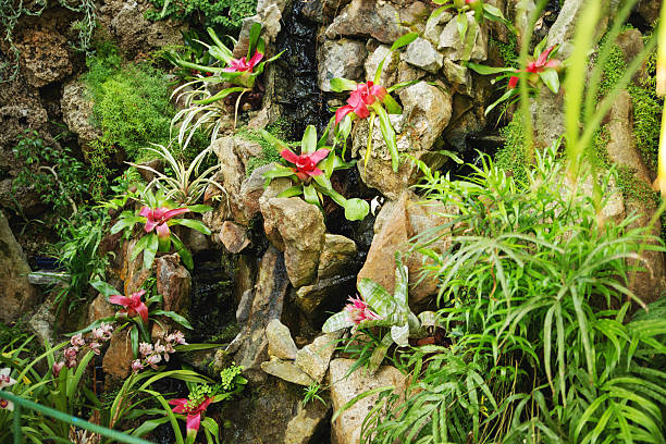 Beautiful plant growing in tropical rain forest