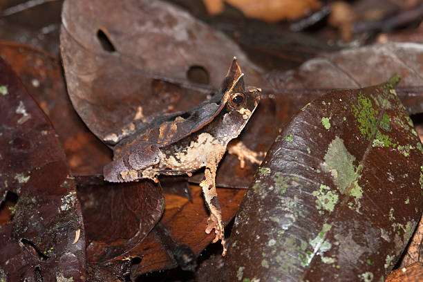 istock Horned frog in Pacaya-Samiria Reserve Peruvian Amazon 501964557