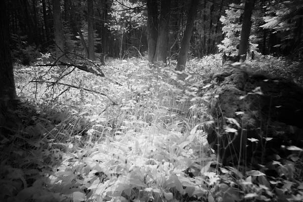 Infrared Forest stock photo