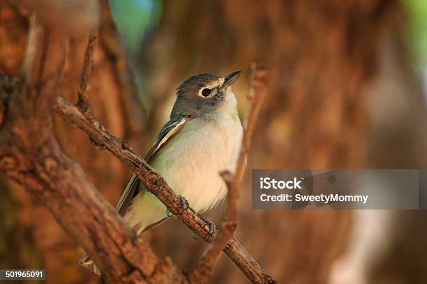 Vireo Plumbeo - Fotografie stock e altre immagini di Albero - Albero, Ambientazione esterna, Animale