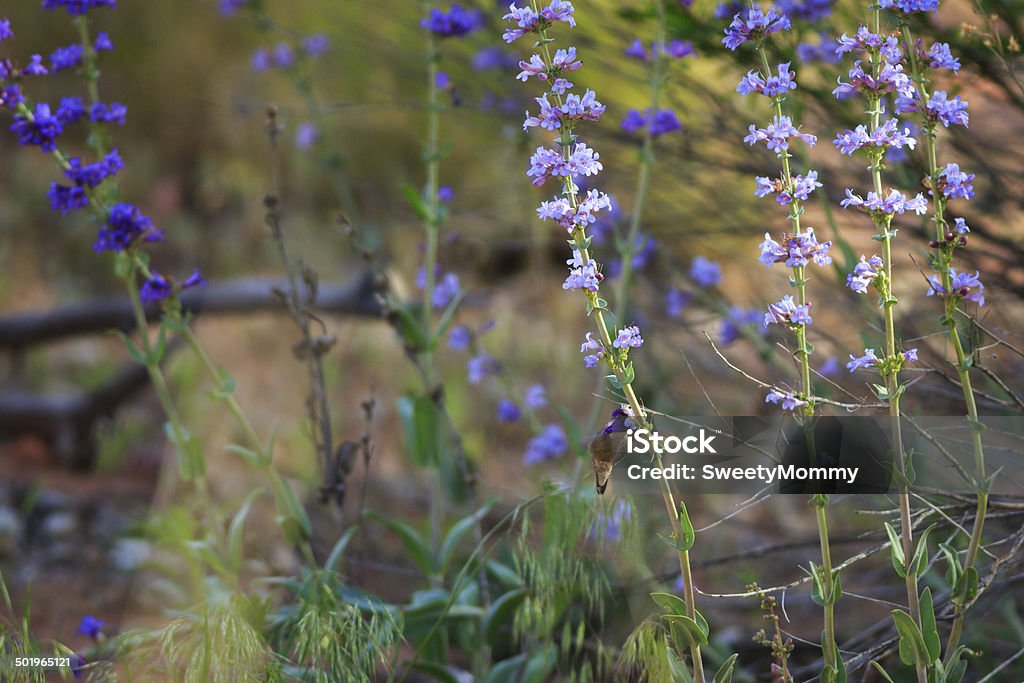 Colibrì di Costa - Foto stock royalty-free di Ambientazione esterna