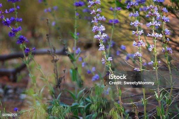 Koliberek Kalifornijski - zdjęcia stockowe i więcej obrazów Bez ludzi - Bez ludzi, Dziki kwiat, Dzikie zwierzęta